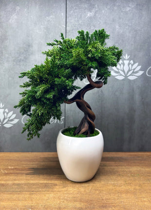 Preserved Juniper Bonsai Tree in White Ceramic Pot – Handmade No Watering Faux Bonsai, Japandi Zen Home Decor, Unique Gift Idea