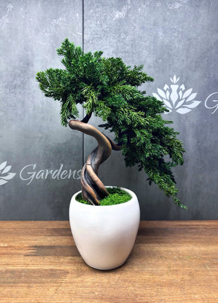 Preserved Juniper Bonsai Tree in White Ceramic Pot – Handmade No Watering Faux Bonsai, Japandi Zen Home Decor, Unique Gift Idea