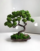 Mini Japanese Moss Bonsai Tree - Handmade Preserved Green Bonsai in Ceramic Pot