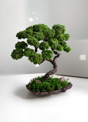 Mini Japanese Moss Bonsai Tree - Handmade Preserved Green Bonsai in Ceramic Pot