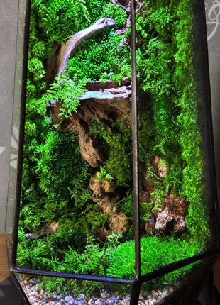 Illuminated Geometric Terrarium with Preserved Moss, Wooden Decor & LED Lamp Included