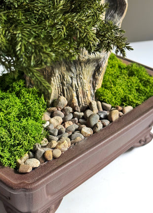 Preserved juniper bonsai Silence in the Storm