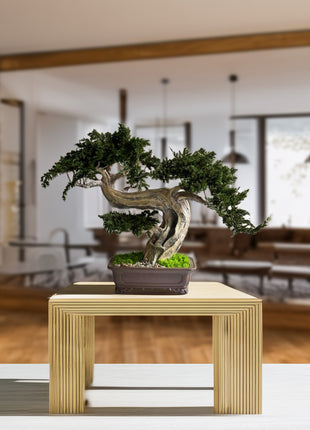 Preserved juniper bonsai Silence in the Storm