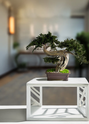 Preserved juniper bonsai Silence in the Storm