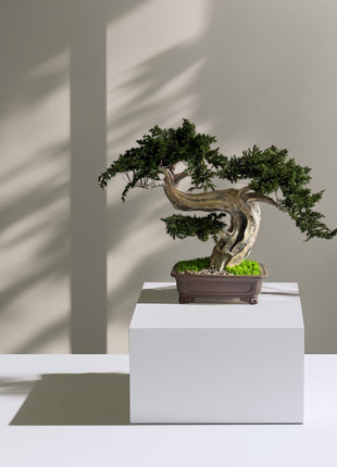 Preserved juniper bonsai Silence in the Storm