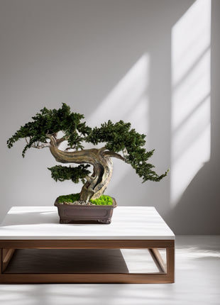 Preserved juniper bonsai Silence in the Storm