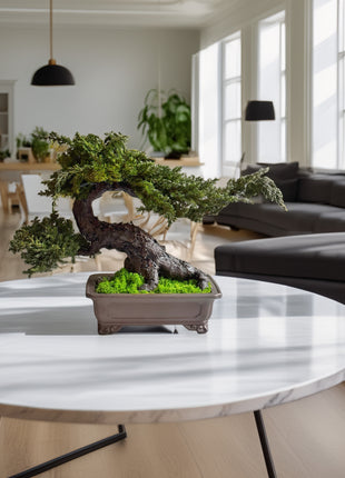 Preserved juniper bonsai in ceramic planter Large Juniper