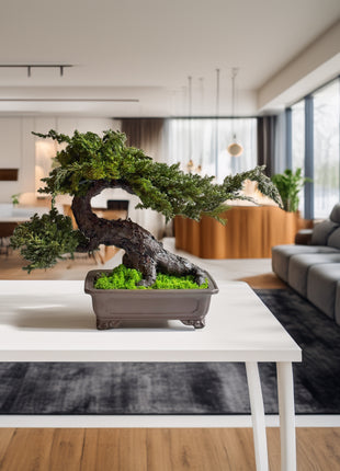 Preserved juniper bonsai in ceramic planter Large Juniper