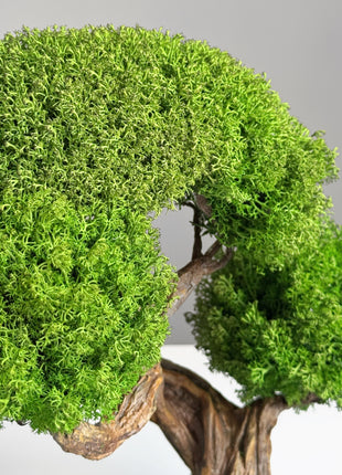 Preserved bonsai tree Emerald Harmony on a ceramic pot