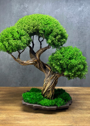 Preserved bonsai tree Emerald Harmony on a ceramic pot