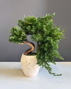 Preserved Juniper Bonsai Tree in Ceramic Pot