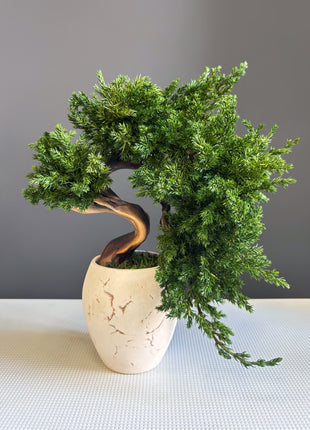 Preserved Juniper Bonsai Tree in Ceramic Pot