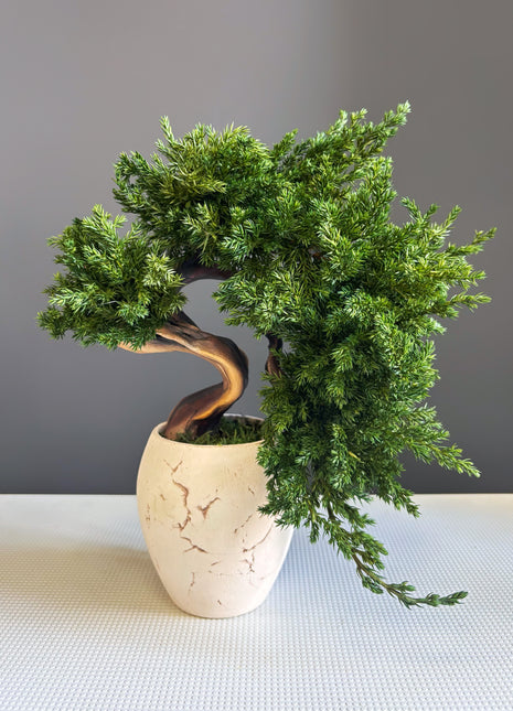 Preserved Juniper Bonsai Tree in Ceramic Pot