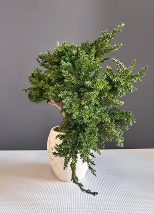 Preserved Juniper Bonsai Tree in Ceramic Pot