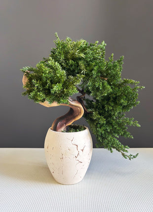 Preserved Juniper Bonsai Tree in Ceramic Pot