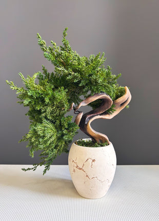 Preserved Juniper Bonsai Tree in Ceramic Pot