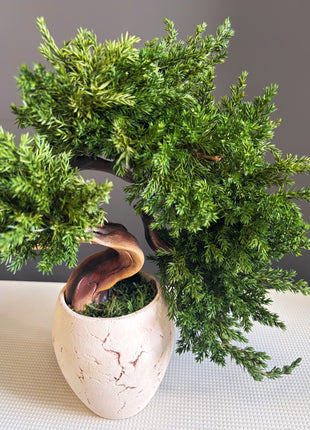 Preserved Juniper Bonsai Tree in Ceramic Pot
