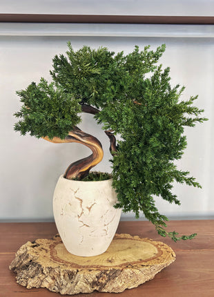Preserved Juniper Bonsai Tree in Ceramic Pot