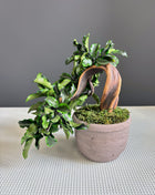 Handmade Preserved Moss Bonsai Tree - Japanese Zen Decor in Ceramic Pot, No Watering Indoor Plant Gift