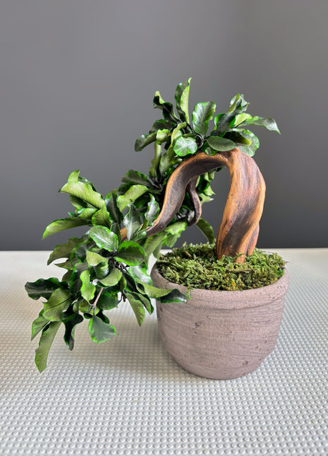 Handmade Preserved Moss Bonsai Tree - Japanese Zen Decor in Ceramic Pot, No Watering Indoor Plant Gift