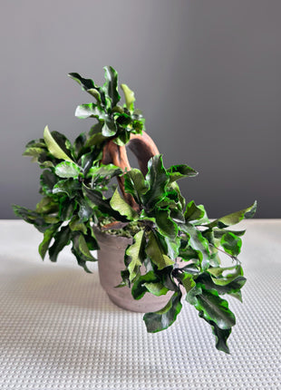Handmade Preserved Moss Bonsai Tree - Japanese Zen Decor in Ceramic Pot, No Watering Indoor Plant Gift