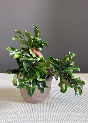 Handmade Preserved Moss Bonsai Tree - Japanese Zen Decor in Ceramic Pot, No Watering Indoor Plant Gift