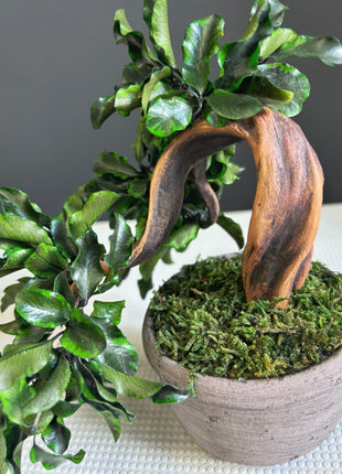 Handmade Preserved Moss Bonsai Tree - Japanese Zen Decor in Ceramic Pot, No Watering Indoor Plant Gift