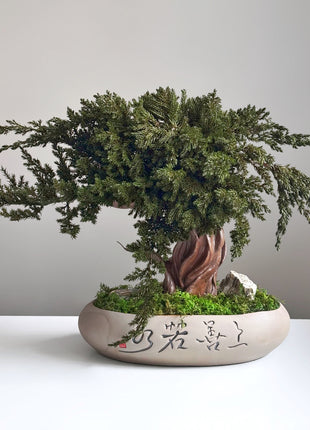 Preserved Juniper Bonsai Tree in Ceramic Pot – Handmade Zen Moss Sculpture