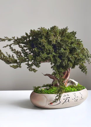 Preserved Juniper Bonsai Tree in Ceramic Pot – Handmade Zen Moss Sculpture