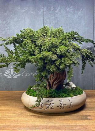 Preserved Juniper Bonsai Tree in Ceramic Pot – Handmade Zen Moss Sculpture