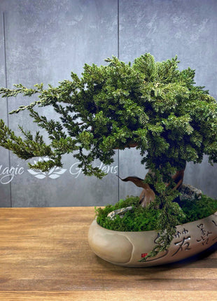 Preserved Juniper Bonsai Tree in Ceramic Pot – Handmade Zen Moss Sculpture