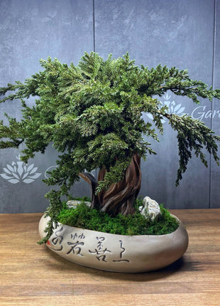 Preserved Juniper Bonsai Tree in Ceramic Pot – Handmade Zen Moss Sculpture