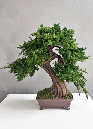 Large Preserved Juniper Bonsai Tree - Handmade Moss Art Decor