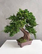 Large Preserved Juniper Bonsai Tree - Handmade Moss Art Decor
