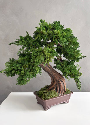 Large Preserved Juniper Bonsai Tree - Handmade Moss Art Decor