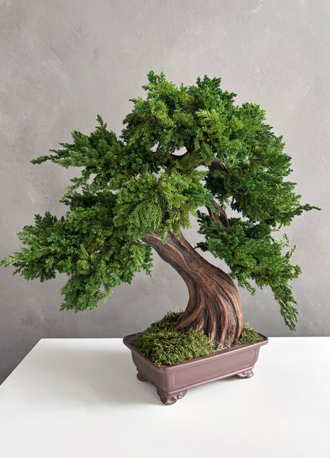 Large Preserved Juniper Bonsai Tree - Handmade Moss Art Decor