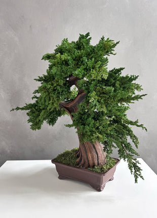 Large Preserved Juniper Bonsai Tree - Handmade Moss Art Decor
