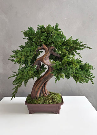 Large Preserved Juniper Bonsai Tree - Handmade Moss Art Decor