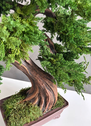 Large Preserved Juniper Bonsai Tree - Handmade Moss Art Decor