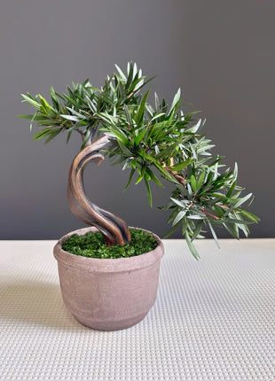Olive Style Preserved Bonsai Tree in Ceramic Pot
