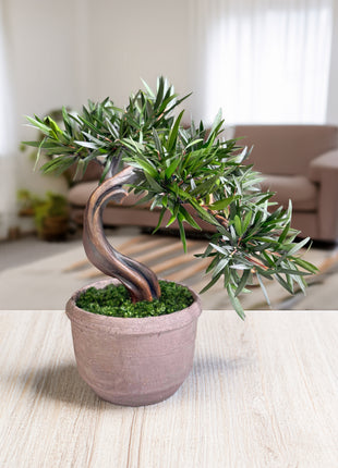 Olive Style Preserved Bonsai Tree in Ceramic Pot