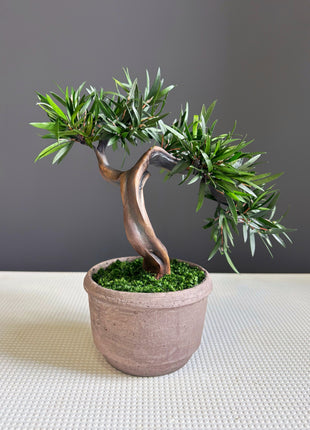 Olive Style Preserved Bonsai Tree in Ceramic Pot