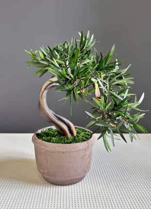 Olive Style Preserved Bonsai Tree in Ceramic Pot