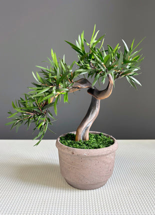 Olive Style Preserved Bonsai Tree in Ceramic Pot