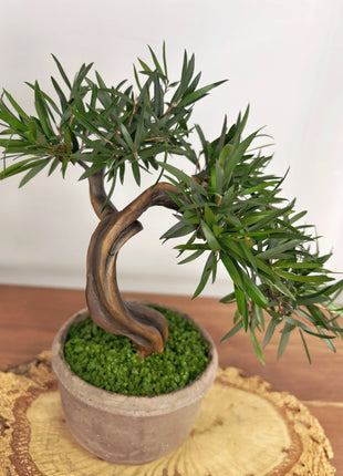 Olive Style Preserved Bonsai Tree in Ceramic Pot