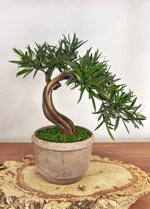Olive Style Preserved Bonsai Tree in Ceramic Pot