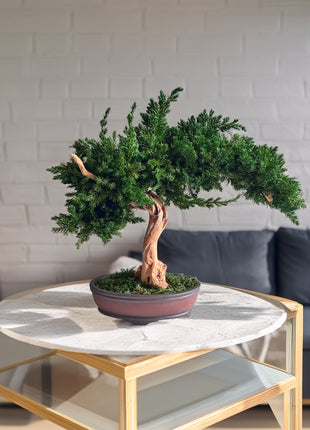 Preserved Juniper Bonsai Tree – Handmade Japanese Moss Bonsai Decor in Ceramic Pot | No Watering Zen Gift