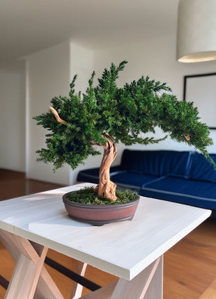 Preserved Juniper Bonsai Tree – Handmade Japanese Moss Bonsai Decor in Ceramic Pot | No Watering Zen Gift