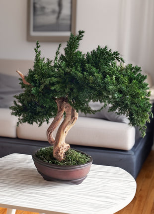 Preserved Juniper Bonsai Tree – Handmade Japanese Moss Bonsai Decor in Ceramic Pot | No Watering Zen Gift