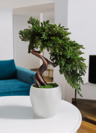 Preserved Juniper Bonsai Tree in White Ceramic Pot – Handmade No Watering Faux Bonsai, Japandi Zen Home Decor, Unique Gift Idea